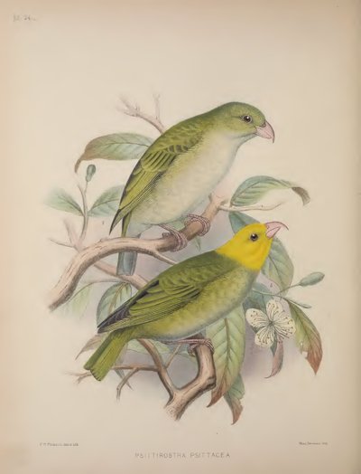 Psittirostra Psittacea, uit 