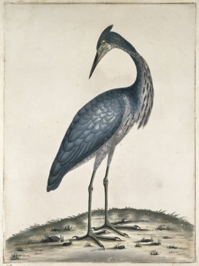 Een Reiger, 1789 door Frederick William Hayes
