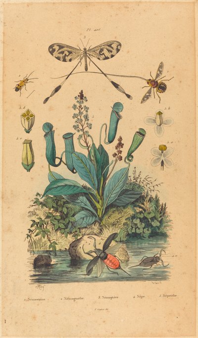 Insecten en Bloemen door French 19th Century