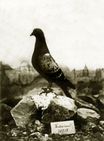 Dieren tijdens de Eerste Wereldoorlog 1914-1918: De beroemde Vaillant Vaillant duif door French Photographer