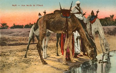 Kamelen drinken aan de rand van de rivier Oued, Algerije door French Photographer