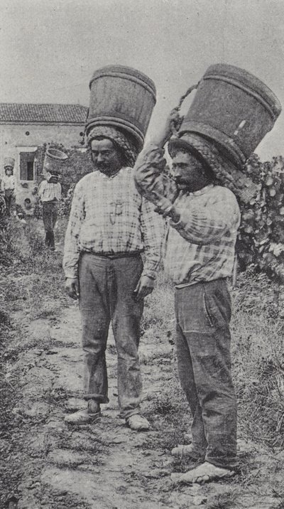 Druivenplukkers aan het werk (zwart-wit foto) door French Photographer