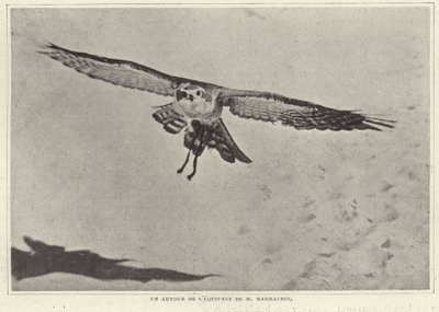 Een van de vogels van M Barrachin door French Photographer