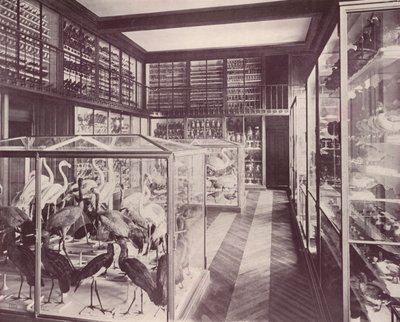 Parijs: Vogelgalerij, Museum voor Natuurgeschiedenis door French Photographer