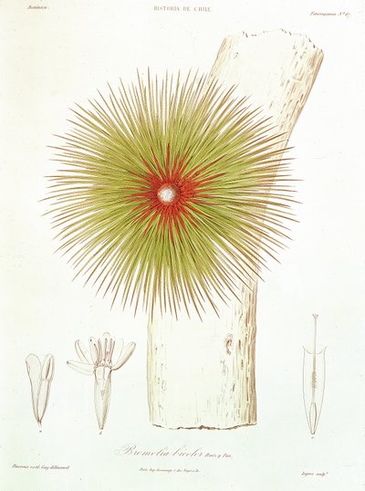 Een Bromelia gevonden in de Andes, uit 