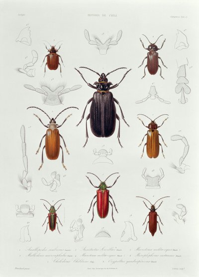 Een verzameling Coleoptera gevonden in Chili, illustratie uit 