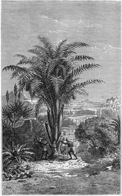 Een Gagouier uit Guinee is een palmboom van de stam van de calamees. Het is onmisbaar voor het leven omdat het Afrikanen brood en wijn geeft. Gravure in 