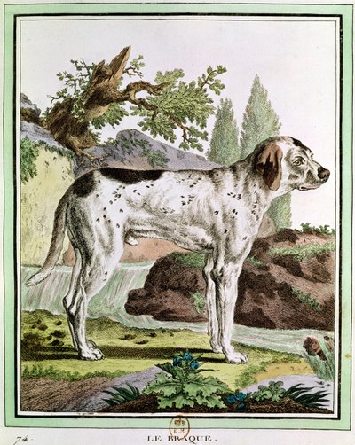Een Pointer, illustratie uit Histoire Naturelle door Georges Louis Leclerc (1707-88) Graaf van Buffon, 1749-1804 door French School