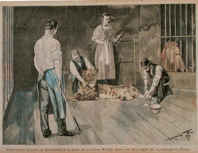 Een dierenarts die de poot van de leeuwin Milady verbindt, ca. 1898-99 door French School