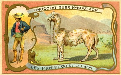 Reclamechromolithografie van Guerin Boutron-chocolade, DE ZOOGDIEREN, De lama door French School