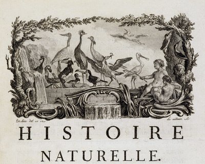 Allegorie van de natuurlijke historie over vogels - in 