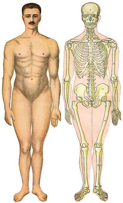 Anatomisch vouwblad van de Nieuwe Praktische Encyclopedie van Geneeskunde en Hygiëne, door Dr. Rehm, Boekhandel Aristide Quillet 1922 - menselijk lichaam gezicht - naakte man zonder zichtbaar geslacht (gom geslacht) naast zijn skelet door French School