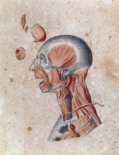 Anatomie van het hoofd, getekend door een student door French School