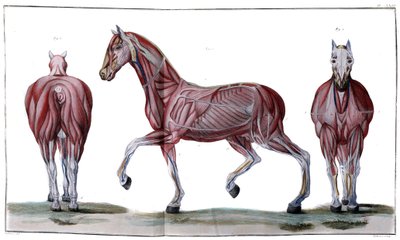 Anatomie van het paard: huid, gezicht en profiel - 