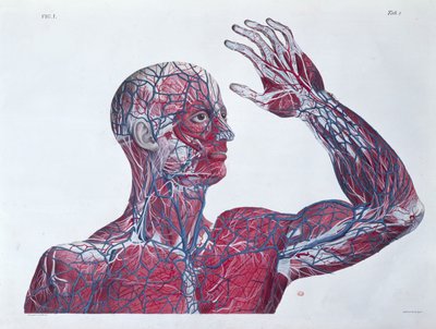 Anatomie van het menselijk hoofd en arm, uit een boek over anatomie door Francesco Antommarchi (1789-1838) gegraveerd door Mascagni, c.1820 door French School