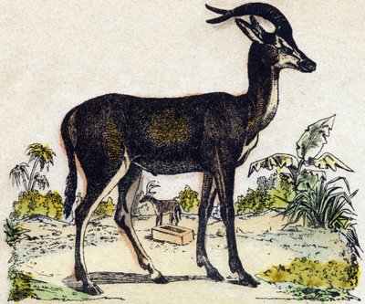 Antilope. Gravure in "Alphabet des animaux sauvages". 9e Serie. Beeld van Epinal, Pellerin, drukker-uitgever, circa 1870. Gravures op hout, gestencild. 16 pagina