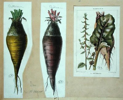 Biet, drie botanische platen door French School
