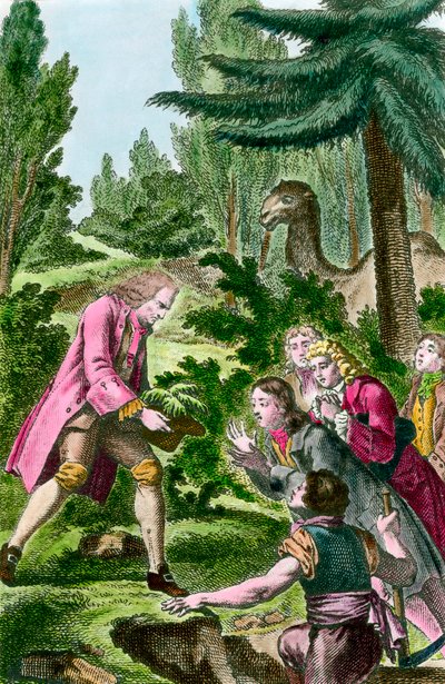 Bernard de Jussieu (1699-1777) plant een ceder uit Libanon in de plantentuin in Parijs in 1734. 18e eeuwse gravure. door French School
