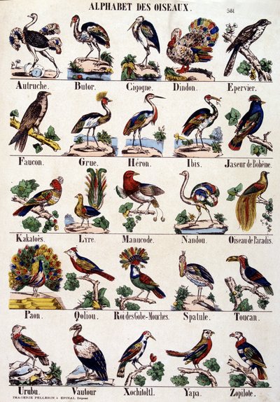 Vogelalfabet door French School
