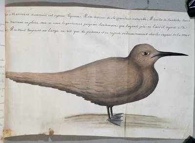 Vogel genaamd Foyroux (Stern), Kaap Frio, Brazilië, aquarel uit logboek van Jacques Gouin de Beauchesne, kapitein van Compagnie royale de la Mer du Sud, van 1698 tot 1701, Frankrijk door French School