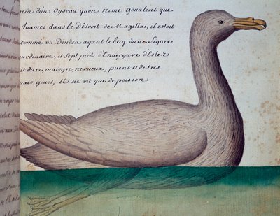 Vogel genaamd Goualent, Straat van Magellan, aquarel uit logboek van Jacques Gouin de Beauchesne, kapitein van Compagnie royale de la Mer du Sud, van 1698 tot 1701, Frankrijk door French School