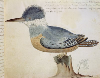 Vogel, dicht bij de Vlaamse gaai van Frankrijk, nabij de Straat van Magellan door French School