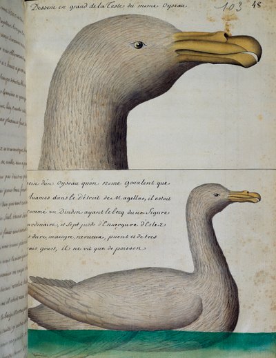 Vogel uit Straat Magellaan, aquarel uit logboek door Jacques Gouin de Beauchesne, kapitein van Compagnie royale de la Mer du Sud, 1698-1701 door French School