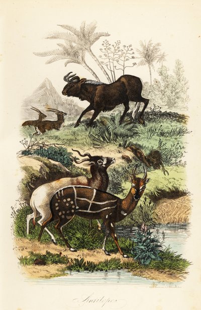 Zwarte gnoe, Connochaetes gnou, ernstig bedreigde addax of schroefhoornantilope, Addax nasomaculatus, en harnasbosbok of kewel, Tragelaphus scriptus door French School