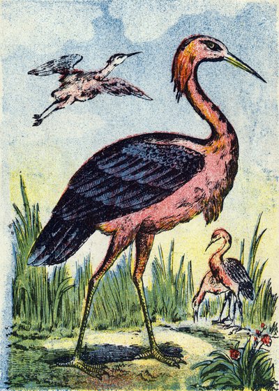 Blauwe reiger: roofvogel die zich voedt met wormen en reptielen. Leeft in de Verenigde Staten en het Caribisch gebied. Gravure in "Alphabet des oiseaux”. Beeldvorming van Pont-a-Mousson, Marcel en/of Louis Vagne, Drukker-Uitgever, eind 19e eeuw. 16 pagina