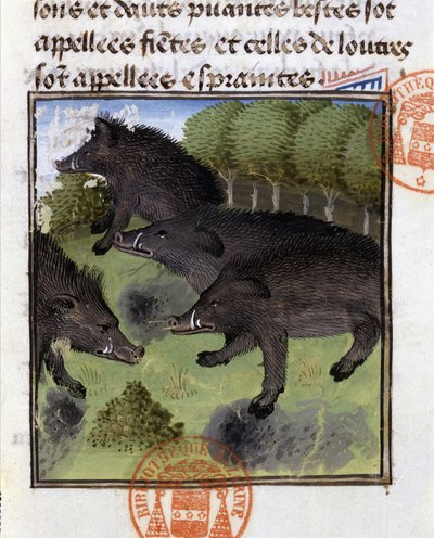 Wilde zwijnen - in 
