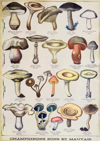 Botanische plaat met 