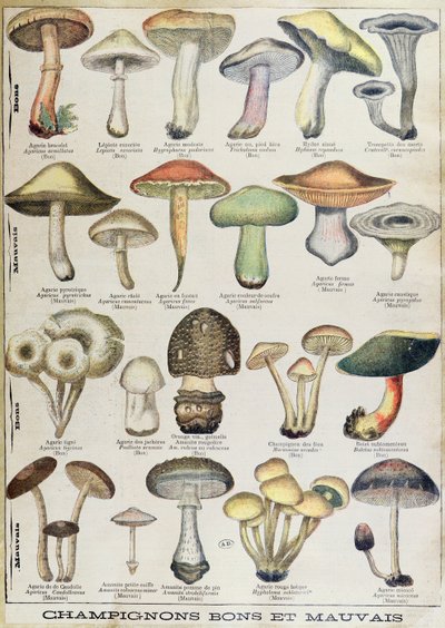 Botanische plaat met 