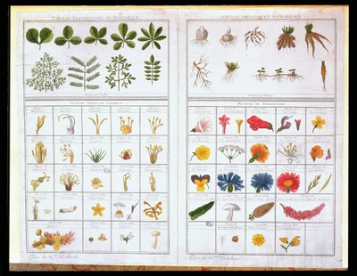 Botanische tafel naar Carl von Linne (1707-78) en Joseph Pitton de Tournefort (1656-1708), eind 18e eeuw (kleurgravure) door French School