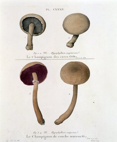 Bruine laag paddenstoel - in Traité des champignons door Jean Jacques Paulet, eind 18e eeuw door French School