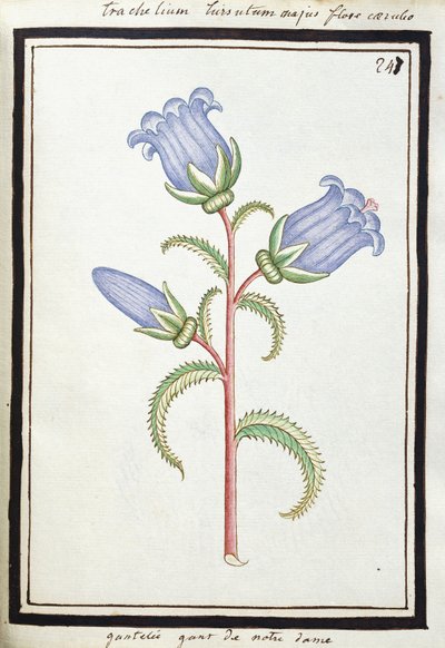 Campanula Trachelium door French School