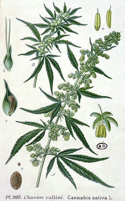 Cannabis sativa, botanische plaat door French School