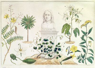 Carolus Linnaeus (1707-78) omringd door enkele van de planten die hij classificeerde door French School
