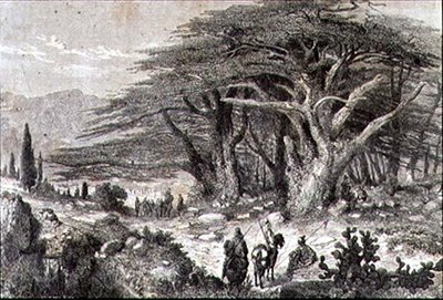 Cederbomen in Libanon door French School