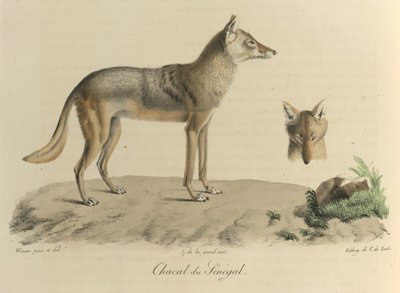 Senegalese jakhals, uit Histoire Naturelle des Mammifères (kleur litho) door French School