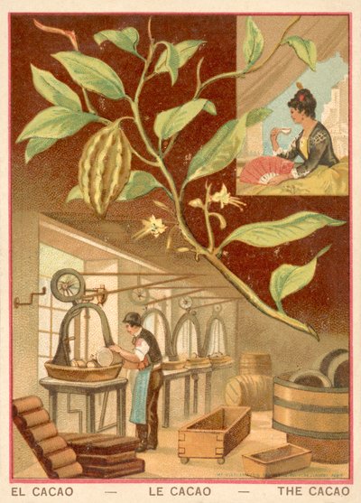 Cacao door French School
