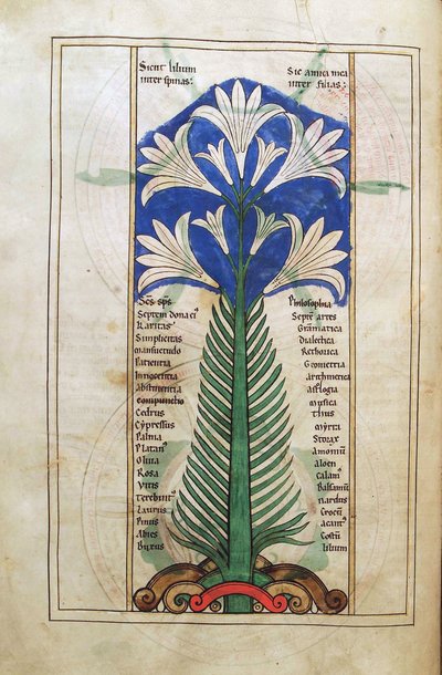 Een Lelie (lily longiflorum), uit Liber Floridus door Lambert de Saint-Omer ca. 1120 door French School