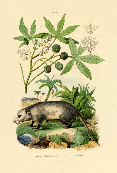 Gewone Opossum door French School