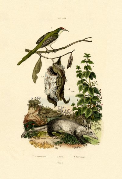 Gewone Naaistervogel door French School