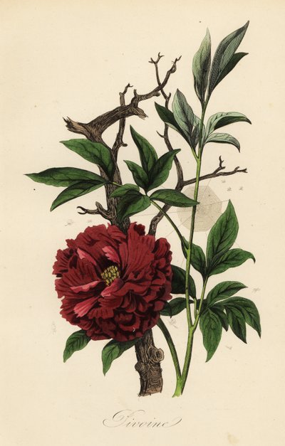 Gewone pioenroos, Paeonia officinalis, met spinnenweb door French School
