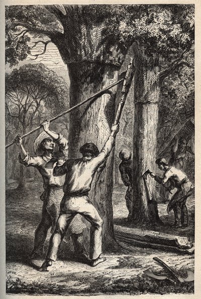 Kurkoogst op Quercus suber - Recolte de l