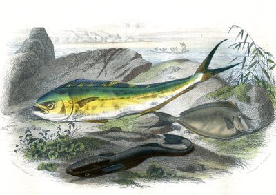 Coryphene Hippurus (coryphene zeebrasem, kameleonvis) - Onder: echeneis remora en de nason licornet - Plaat uit Natuurlijke Historie door Bernard Germain de Lacepede (1856-1925), editie P.Furme, Parijs door French School