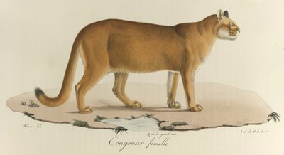 Cougouar femelle, Een vrouwelijke poema door French School