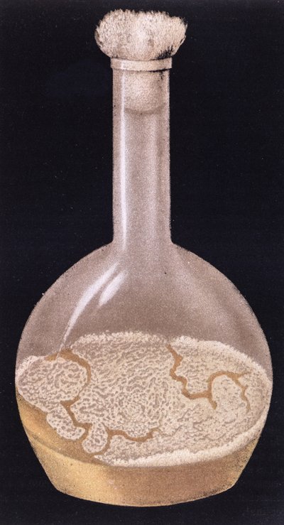 Cultuur van menselijke tuberculose, uit La Tuberculose et son Bacile door Isidore Strauss (1845-96) 1895 door French School