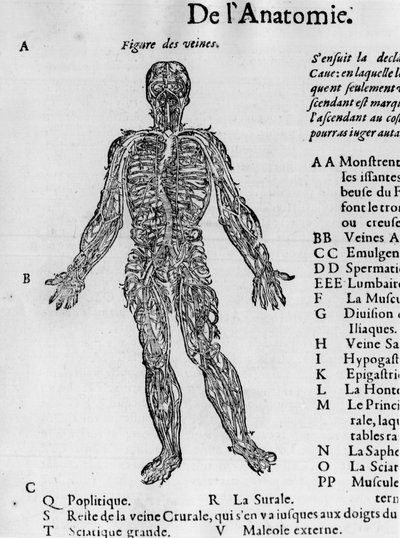 Het snijden van het menselijk lichaam: het bloedsysteem, aderen. - in 
