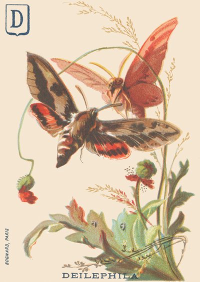 D: Deilephila (Deilephila elpenor of Grote wijnstok sfinx) door French School